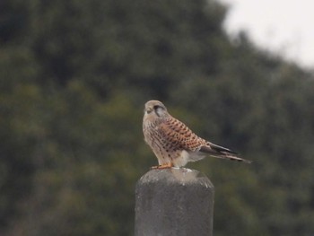 2023年12月24日(日) 見沼たんぼの野鳥観察記録