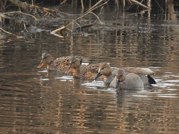 Gadwall Minuma Rice Field Sun, 12/24/2023