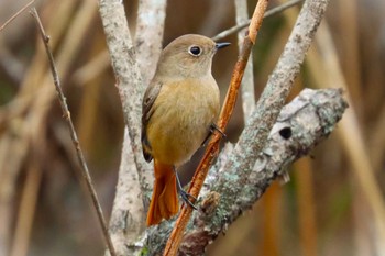 Daurian Redstart 北本自然観察園 Sun, 12/24/2023