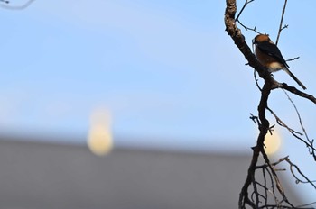 Bull-headed Shrike 平城宮跡 Sun, 12/24/2023