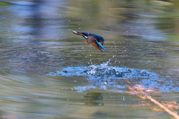 2023年12月24日(日) 大阪府の野鳥観察記録