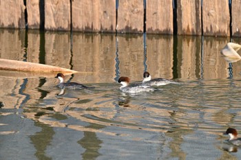 Smew 奈良市水上池 Sun, 12/24/2023