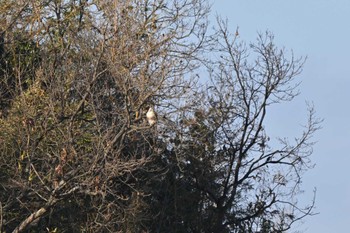 Eastern Buzzard 奈良市水上池 Sun, 12/24/2023