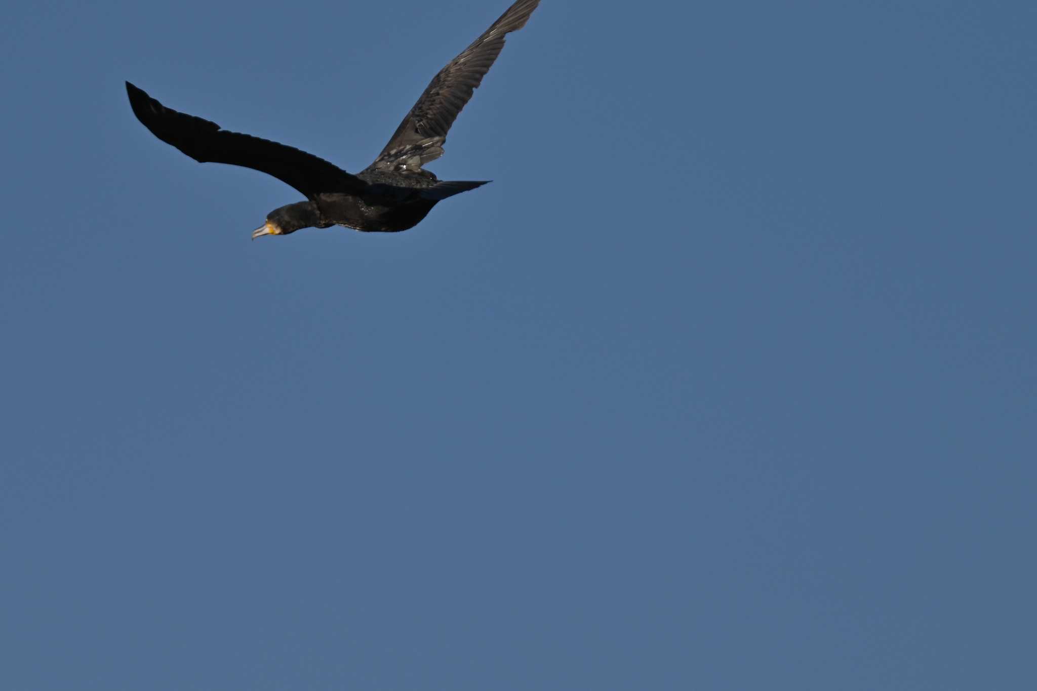 Photo of Great Cormorant at 奈良市水上池 by コンちゃん