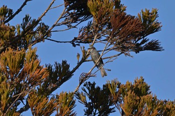 Brown-eared Bulbul 奈良市水上池 Sun, 12/24/2023