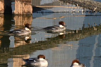 ミコアイサ 奈良市水上池 2023年12月24日(日)