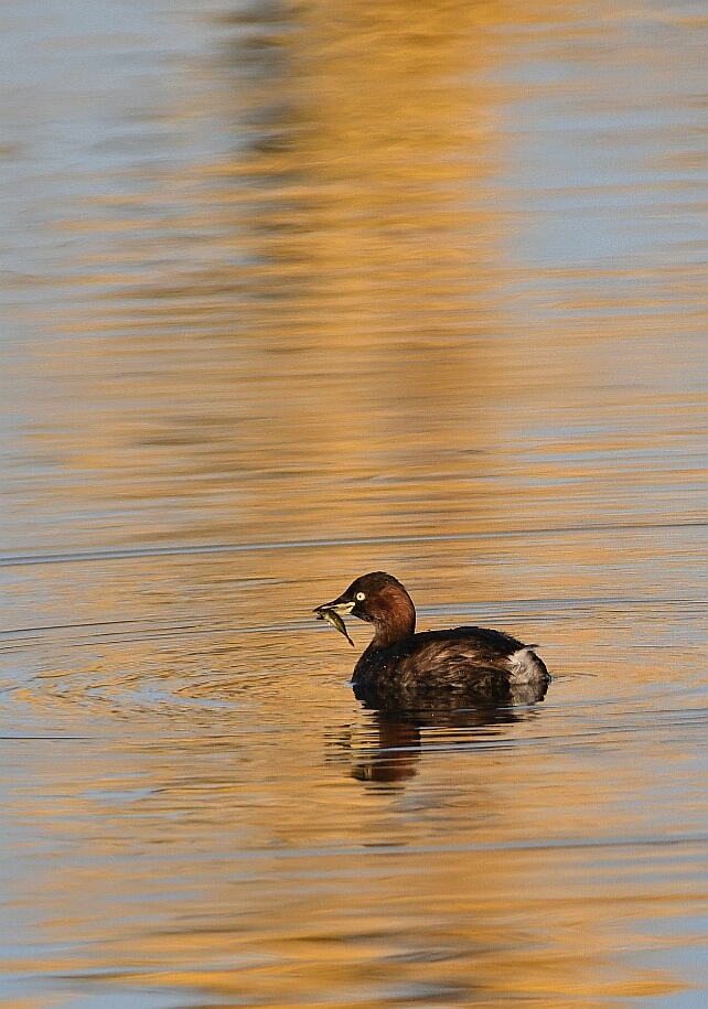 Little Grebe