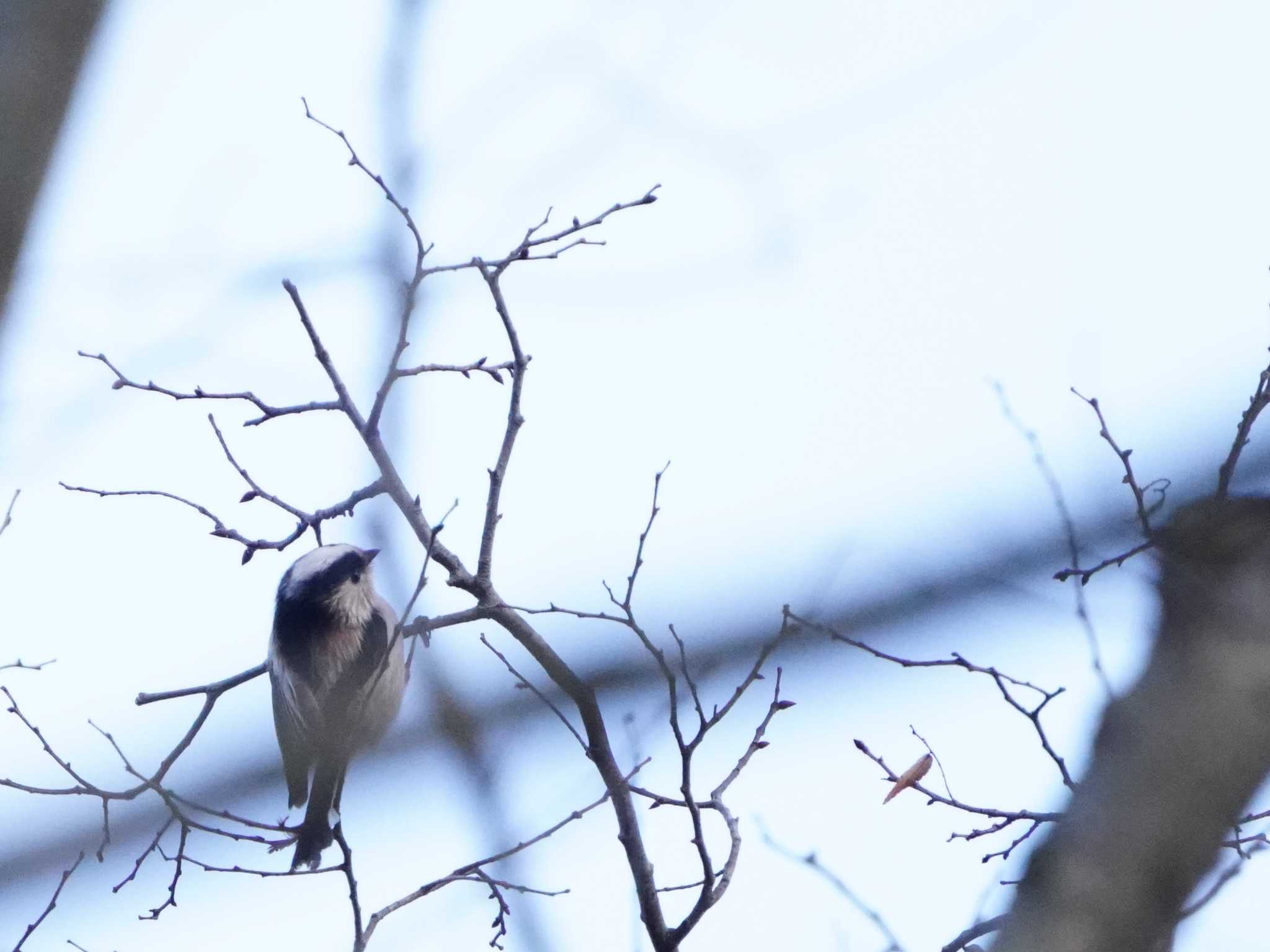 こども自然公園 (大池公園/横浜市) エナガの写真 by tacya2