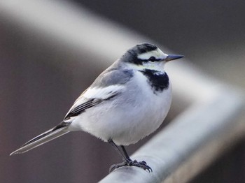 White Wagtail Kodomo Shizen Park Sun, 12/24/2023