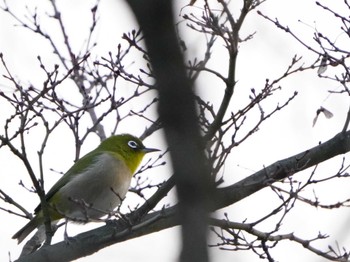 Warbling White-eye Kodomo Shizen Park Sun, 12/24/2023