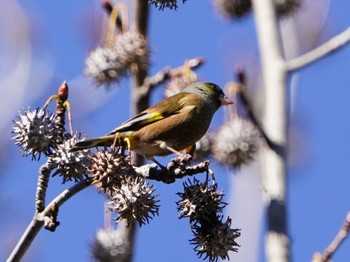 Grey-capped Greenfinch Kodomo Shizen Park Sun, 12/17/2023