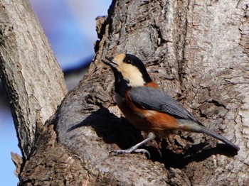 Varied Tit Kodomo Shizen Park Sun, 12/17/2023