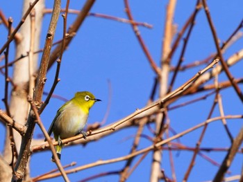 Warbling White-eye Kodomo Shizen Park Sun, 12/17/2023