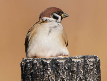 Eurasian Tree Sparrow 境川遊水地公園 Sat, 12/16/2023