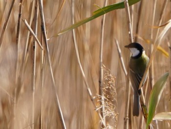 Japanese Tit 境川遊水地公園 Sat, 12/16/2023