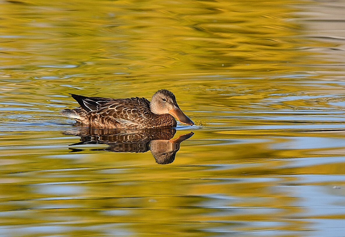 Northern Shoveler