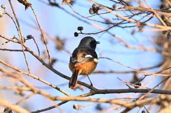 Daurian Redstart 奈良市水上池 Sun, 12/24/2023