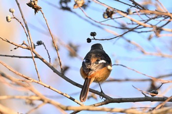 ジョウビタキ 奈良市水上池 2023年12月24日(日)