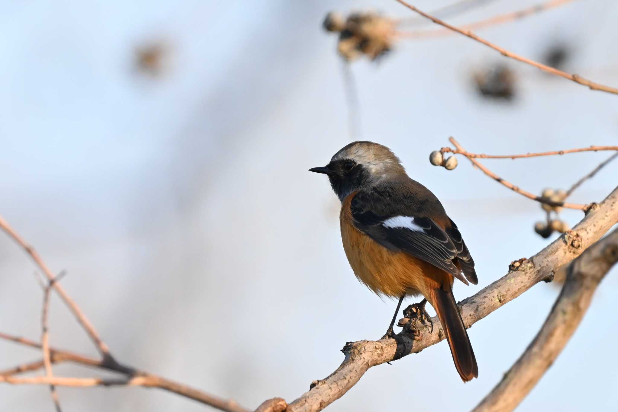 Photo of Daurian Redstart at 奈良市水上池 by コンちゃん