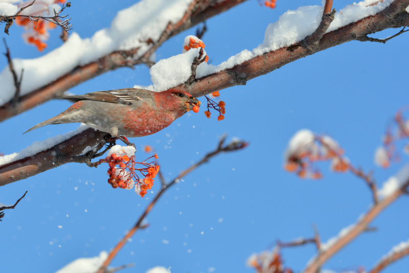 Pine Grosbeak