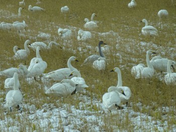 コハクチョウ 湖北野鳥センター 2023年12月23日(土)