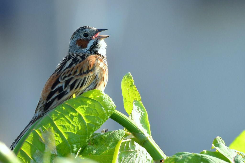 Chestnut-eared Bunting