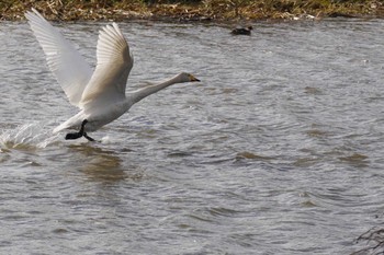 Whooper Swan 長都沼(千歳市) Sun, 11/19/2023