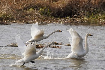 Whooper Swan 長都沼(千歳市) Sun, 11/19/2023