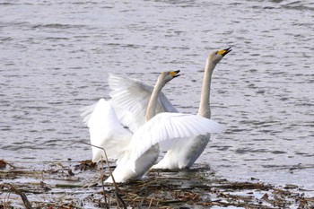 Whooper Swan 長都沼(千歳市) Sun, 11/19/2023