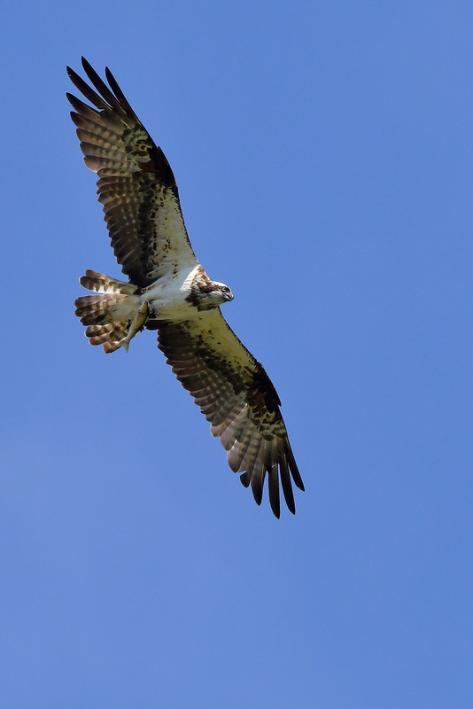 Osprey