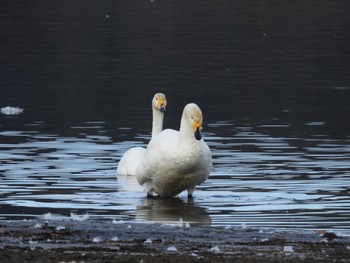 オオハクチョウ 多々良沼公園 2023年12月24日(日)