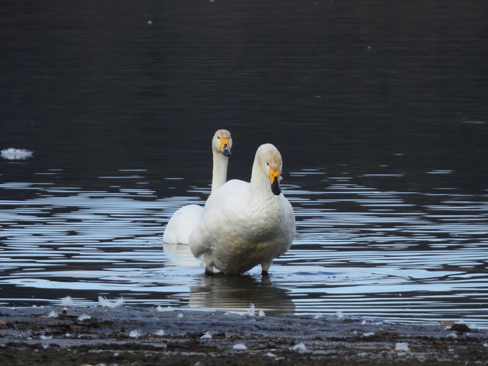 Photo of Whooper Swan at 多々良沼公園 by 鳥散歩