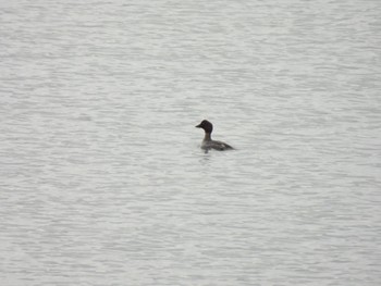 Common Goldeneye Watarase Yusuichi (Wetland) Sun, 12/24/2023