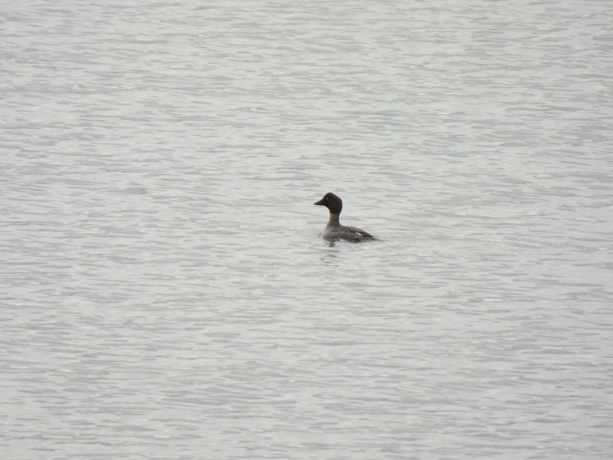 Photo of Common Goldeneye at Watarase Yusuichi (Wetland) by 鳥散歩