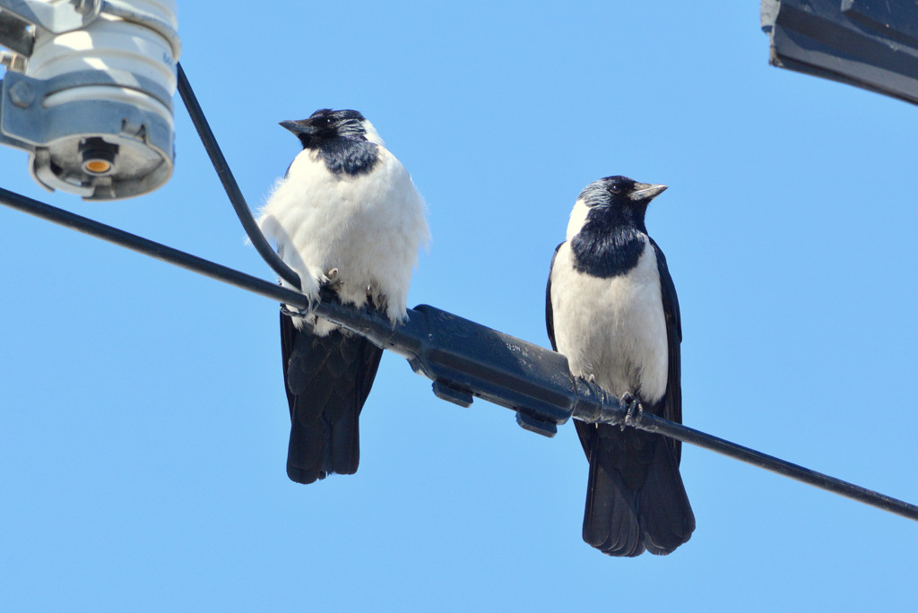 Daurian Jackdaw