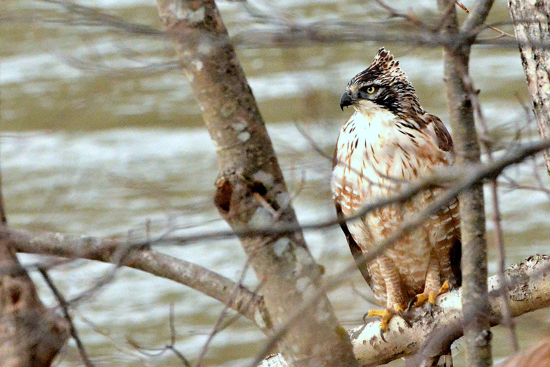 Mountain Hawk-Eagle