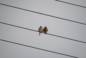 Eurasian Tree Sparrow 国営越後丘陵公園 Sun, 12/24/2023