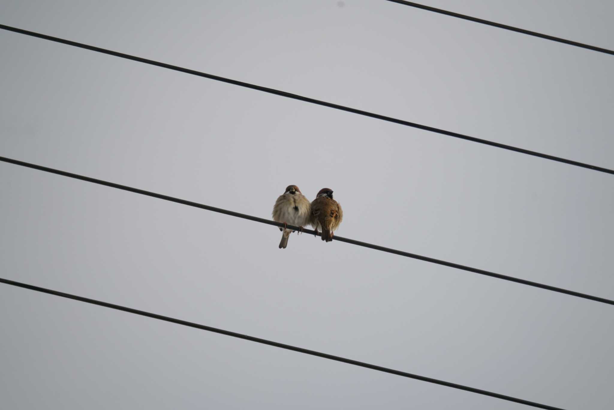 Photo of Eurasian Tree Sparrow at 国営越後丘陵公園 by さとーで