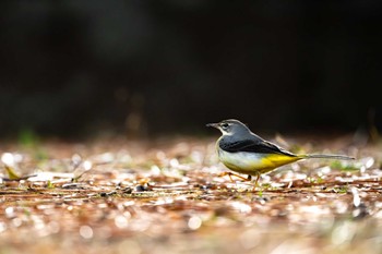 キセキレイ 熊本 八景水谷公園 2023年12月24日(日)