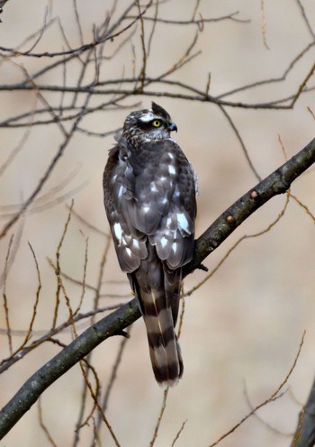 Eurasian Sparrowhawk Unknown Spots Sat, 12/23/2023