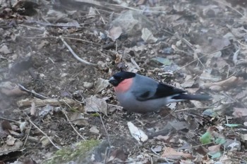 Eurasian Bullfinch Hayatogawa Forest Road Sat, 12/23/2023