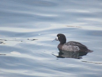 2023年12月18日(月) 山下公園の野鳥観察記録