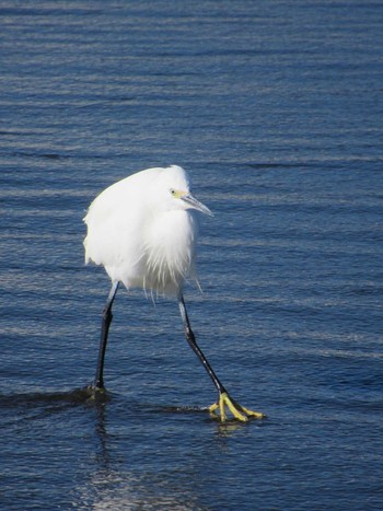 Sat, 12/23/2023 Birding report at 片瀬東浜海水浴場