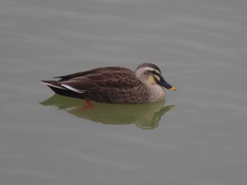 Eastern Spot-billed Duck 江汐公園(山口県) Sun, 12/24/2023