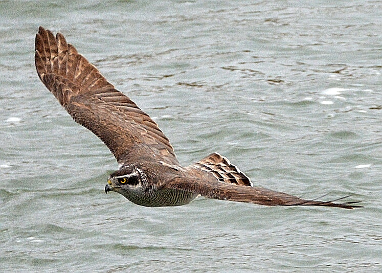 Eurasian Goshawk