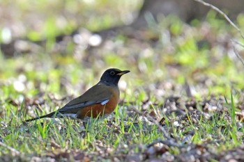 Brown-headed Thrush(orii) 和田公園(稲敷市) Mon, 12/18/2023