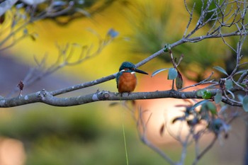 Common Kingfisher 東三河ふるさと公園 Sun, 12/24/2023