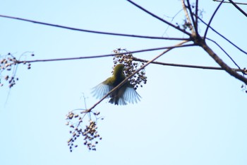 Warbling White-eye 横浜自然観察の森 Sun, 12/24/2023