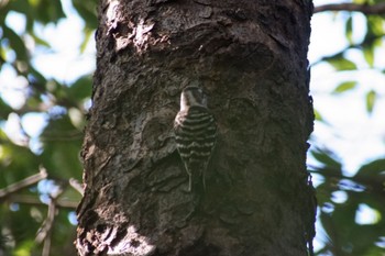 Japanese Pygmy Woodpecker 横浜自然観察の森 Sun, 12/24/2023