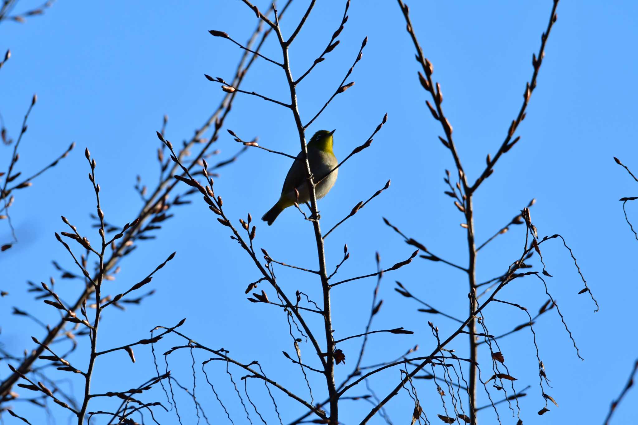 Photo of Warbling White-eye at 東三河ふるさと公園 by みそ＠VM4A